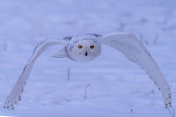 istock Owl on the snow in Beijing 2226306766