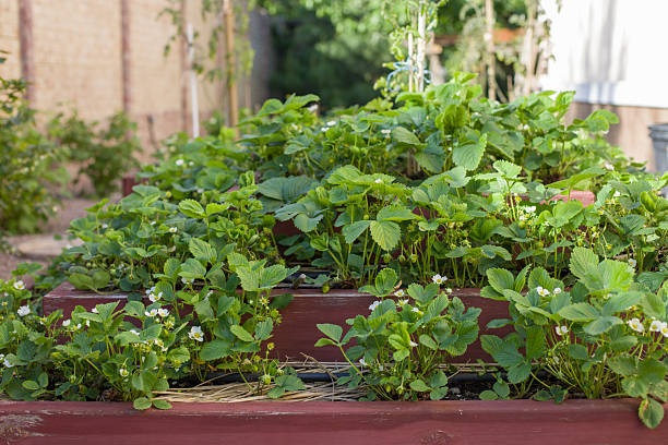 istock Growing strawberries at home in the garden 2226310002