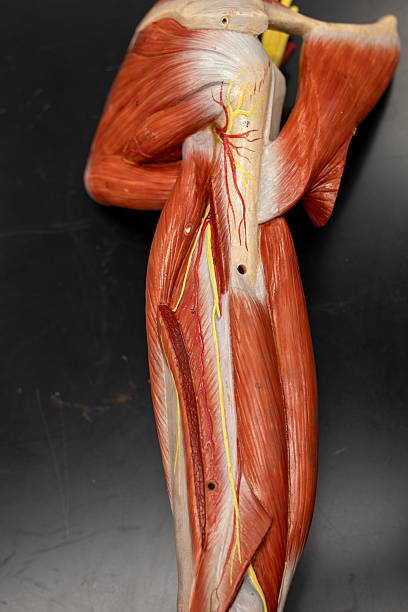 istock Posterior Arm Dissection With Triceps Removed To Reveal Deep Structures 2226311125