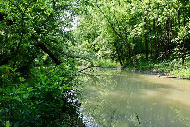 istock Calm Brook in the Woods 2226312243