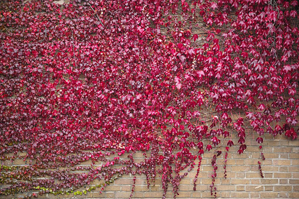 Boston Ivy is a  very vigorous, self-clinging large deciduous climber. Leaves mostly ovate or three-lobed, turning brilliant crimson and purple in autumn. Flowers inconspicuous; berries dull blue.
