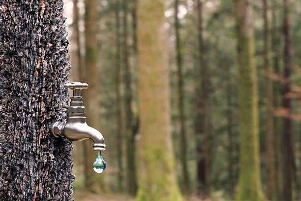 Water dripping from a faucet attached to a tree trunk in a forest, highlighting the concept of water scarcity and the importance of preserving natural resources