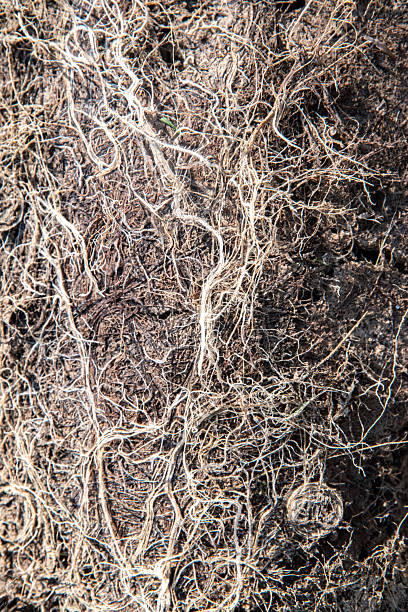 istock Plant roots in soil closeup 2226315205