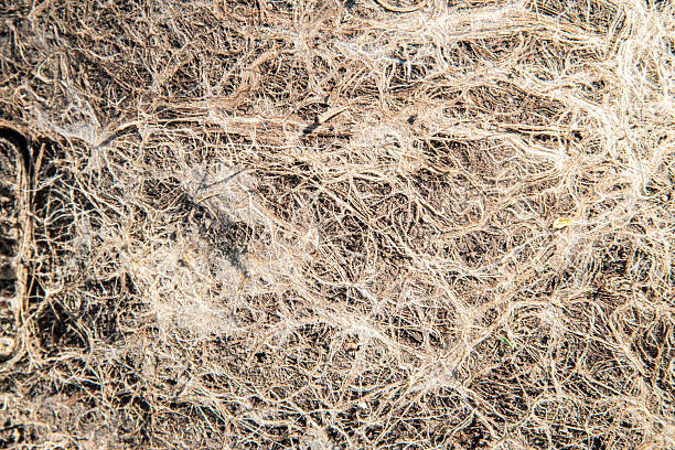 Plant roots intertwined in soil, forming a detailed organic abstract closeup background