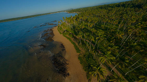 istock Coconut Plantation by the Beach in Brazil - High Resolution Image 2226315703