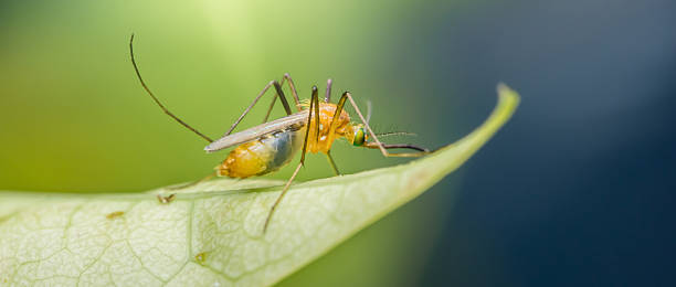 istock Mosquito standing on green leaf in nature background 2226315946