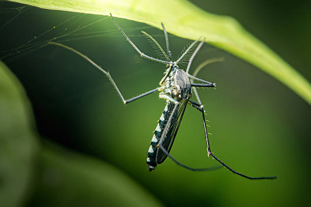 istock Asian tiger mosquito resting under green leaf in spider web 2226316040