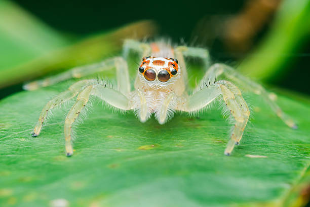 istock Jumping spider resting on green leaf in nature macro view 2226316109