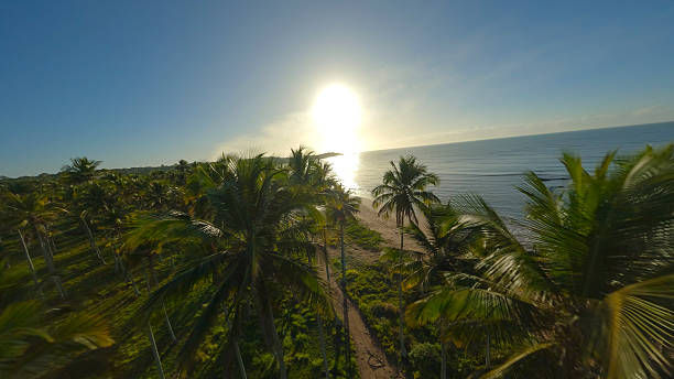 Coconut Plantation by the Beach in Aracruz, Espirito Santo, Brazil