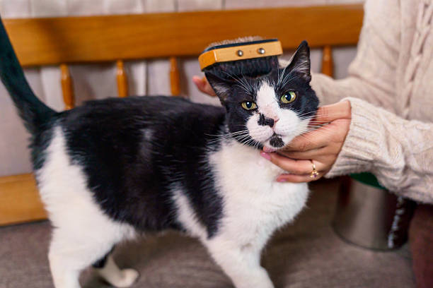 Veterinarian combing the fur of a black and white cat with a small brush