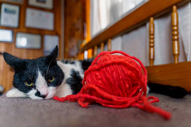Black and white cat lying down next to a ball of red yarn, looking bored