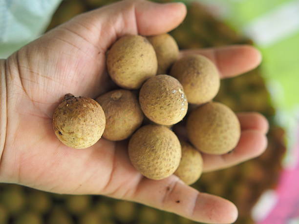 istock fresh longan fruits havesting sweet food 2226320148