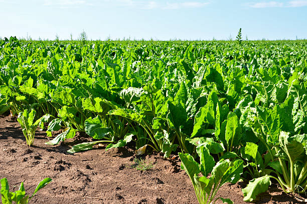 istock a close up of Sugar Beet Field Under a Clear Blue Sky 2226320559
