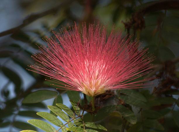 istock Flowers in Venezuela. 2226322241