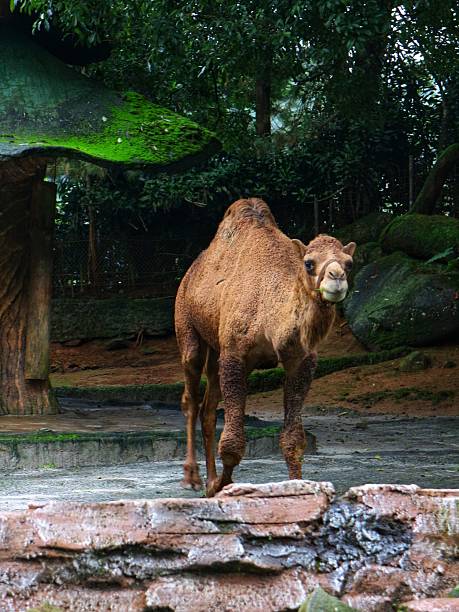 istock Dromedary Camel Standing in a Zoo Enclosure, Surrounded by Green Moss-Covered Shelter and Trees in a Naturalistic Habitat Setting 2226322291