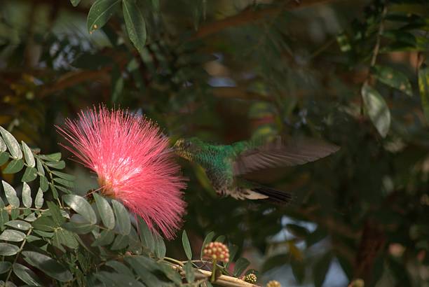 Venezuela has a huge number of birds such as hummingbirds, frigates and animals such as cows, opossums and donkeys.