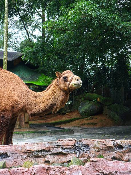 istock Dromedary Camel Standing in a Zoo Enclosure, Surrounded by Green Moss-Covered Shelter and Trees in a Naturalistic Habitat Setting 2226322536