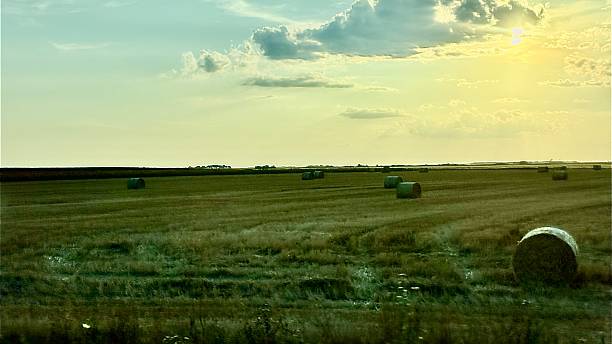 istock Rural Landscape with Rolled Hay Bales under a Yellow and Blue Sky 2226323545