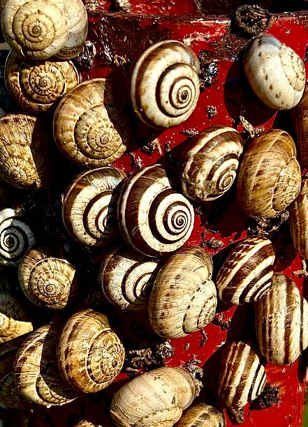 istock Garden Snails Clustered on Weathered Pole Garden.Close-up 2226324115