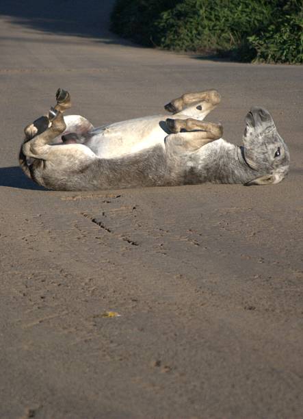 Brown Horse Rolling Happily in an Outdoor Paddock