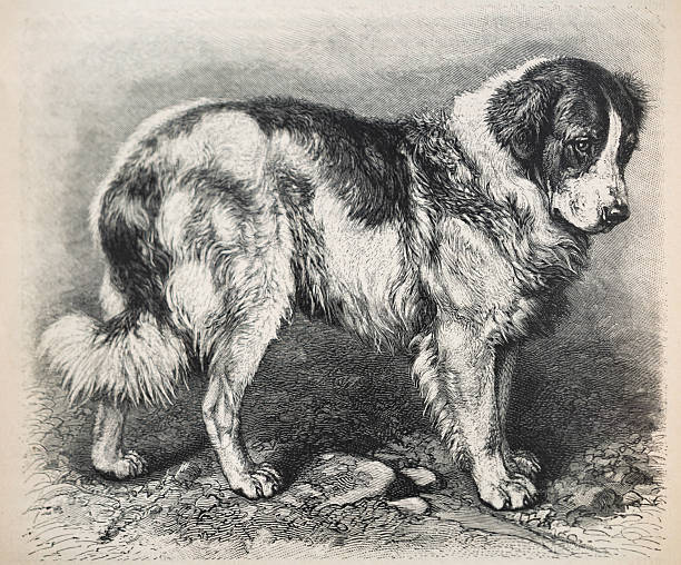 St. Bernardin dog - Canis familiaris extrarius st. bernhardi. Illustration from 1890.
