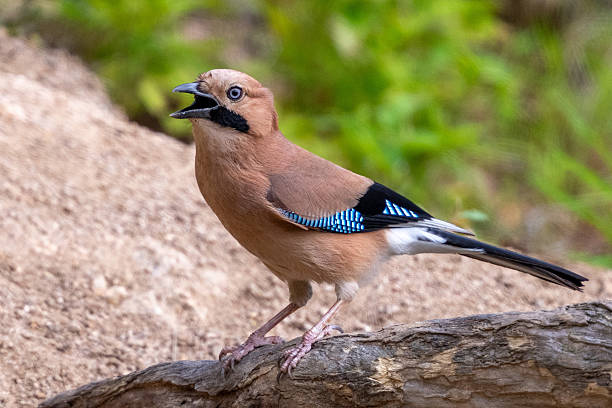 istock Birds in the wild 2226325760
