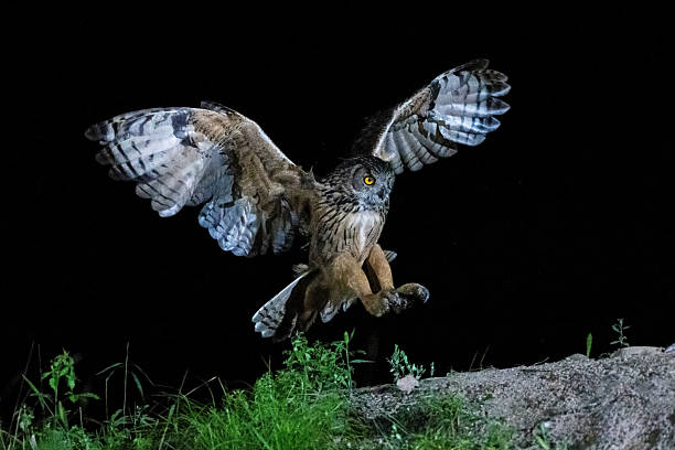 istock Birds in the wild 2226325947