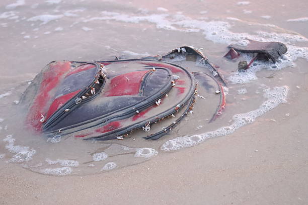 istock Pollution on the Beach: School Bag Among Debris 2226326905