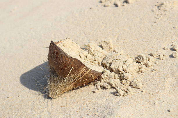 A broken coconut shell under the fading afternoon sun.