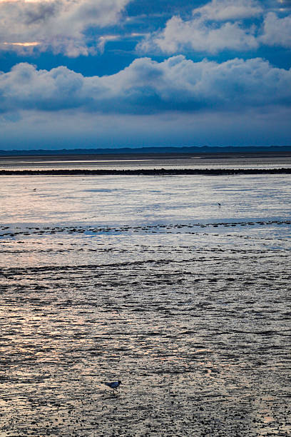 Norddeich,Germany. July 13, 2025.The Wadden Sea in Norddeich, Lower Saxony.UNESCO World Heritage Site. Black headed gull at low tied