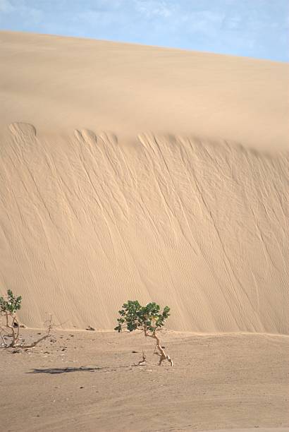 The Paraguaná Peninsula and Médanos de Coro National Park offer a fascinating combination of desert landscapes, coastal ecosystems, and historical significance.