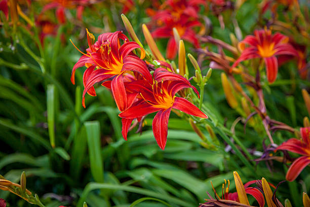 istock Red and Orange Daylilies flower petal bud 2226330433