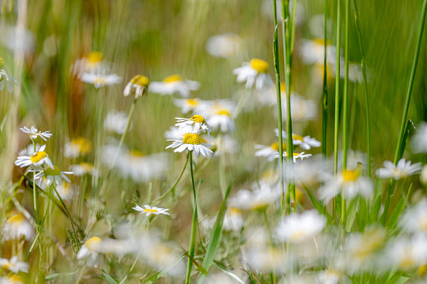 istock Daisies In The Field 2226331989