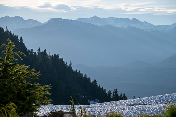 Mountain ranges, forest and snow from alpine meadow at sunset, Whistler, British Columbia