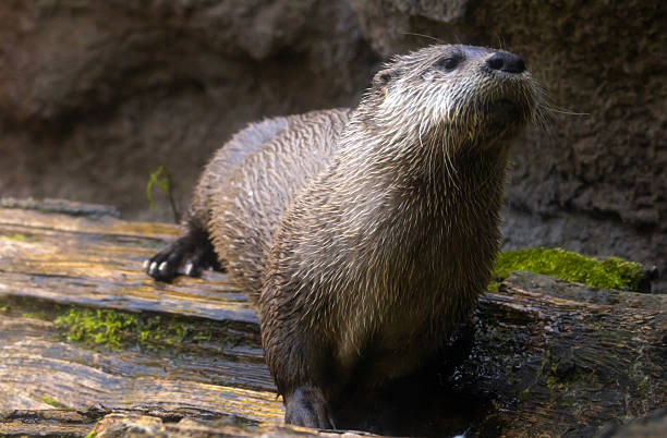 istock North American river otter, Lontra canadensis 2226333429