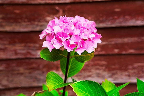 A vibrant pink hydrangea blooms against a rustic wooden wall