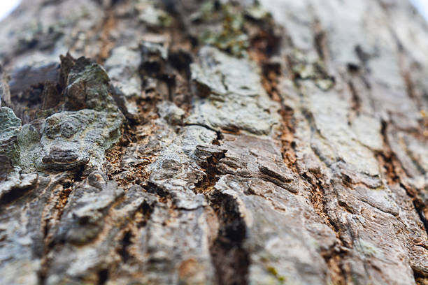 Close up of the texture formed from bamboo arranged parallel to form a background pattern
