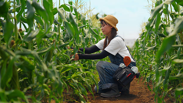 istock Female farmer working on farm and harvesting raw corn 2226337173