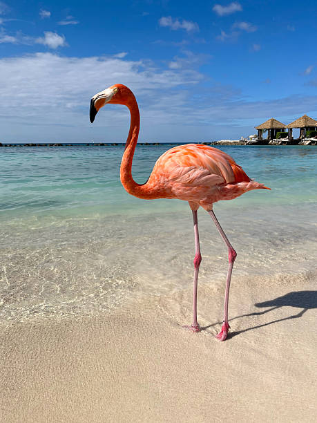 istock A flamingo at the beach on Aruba 2226337406