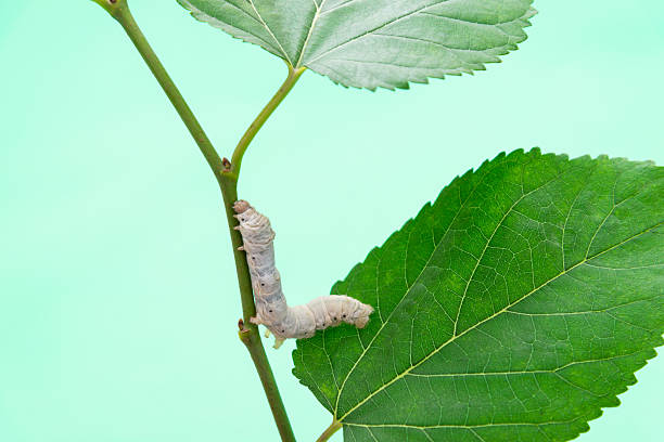 A closeup of a Caterpillar on a stone