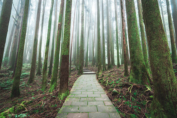Trail in the Alishan National Park