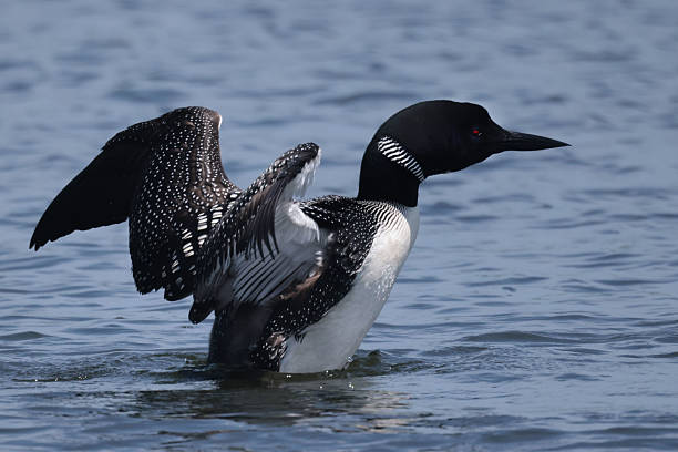 istock Loons on the lake swimming and flapping 2226339037
