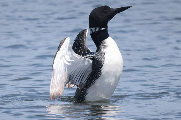 istock Loons on the lake swimming and flapping 2226339042