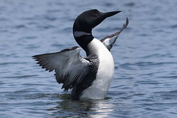 istock Loons on the lake swimming and flapping 2226339043