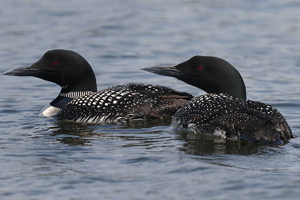 istock Loons on the lake swimming and flapping 2226339068