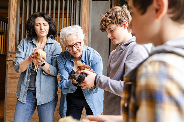 istock Multigenerational Family Bonding Over Baby Chicks in Barn 2226340859