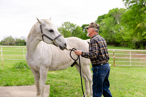 Older man gently handles a horse outdoors.  Peaceful rural scene.