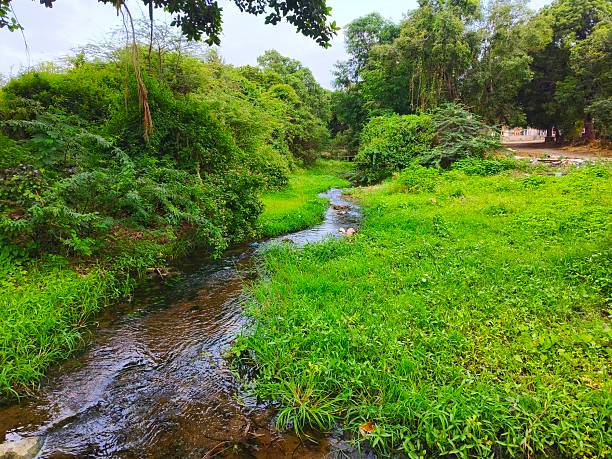 Image of greenary in monsoon season with flowing water