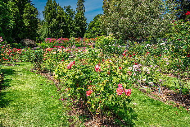 istock Park Rose Garden 2 2226341300