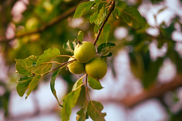 green apple growing on tree
